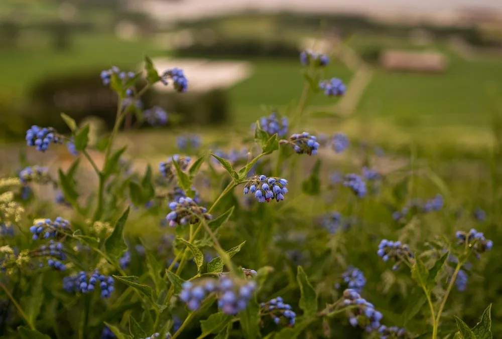 Blomster